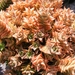 aloe  squarrosa
