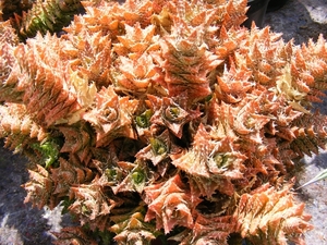 aloe  squarrosa