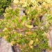 crassula  ovata.       monst
