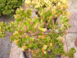 crassula  ovata.       monst