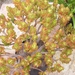 crassula  ovata. v . minor  gold
