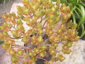 crassula  ovata. v . minor  gold