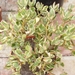 crassula aboretum