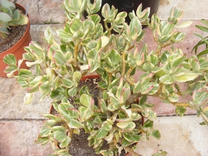 crassula aboretum