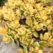 crassula ovata  gold