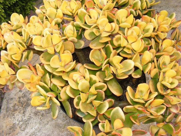 crassula ovata  gold