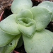 crassula. crennophila