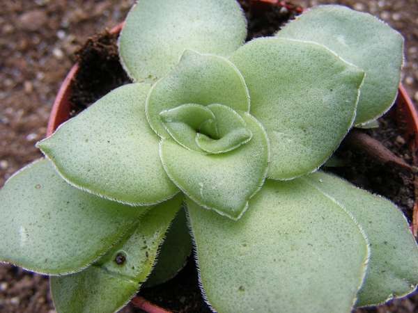 crassula. crennophila