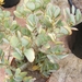 crassula. portalaea . v . ovata   varigata