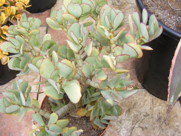 crassula. portalaea . v . ovata   varigata