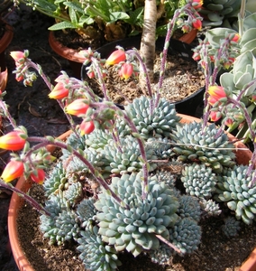 echeveria  randelli.                           2