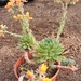 echeveria. lasetosa.                             2