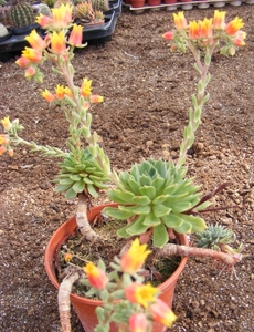 echeveria. lasetosa.                             2