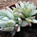 echeveria. subalpina