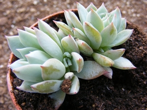 echeveria. subalpina