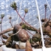 euphorbia.globosa