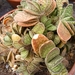gasteria  fa brachyhylla