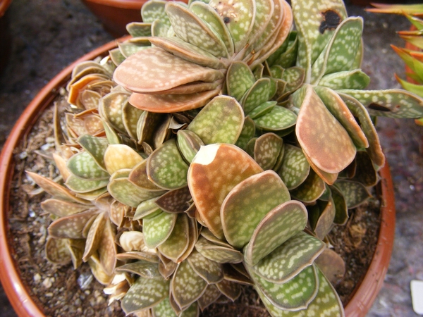 gasteria  fa brachyhylla