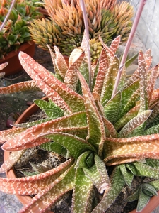 gasteria  verrucosa