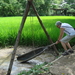 Korean Folk Village : rijstveld