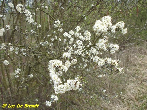 Ardennen Adeps wandeling Petigny