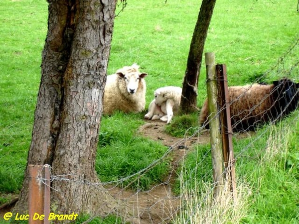 Ardennen Adeps wandeling Petigny