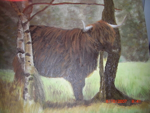 Schotse Hooglander in Drenthe