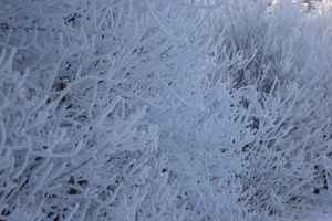 Winter in fabiola park (6)