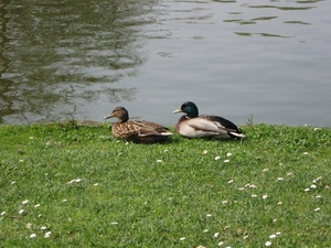 IMG_3453