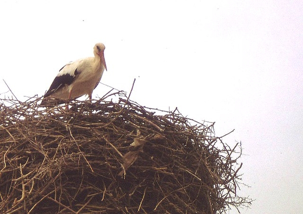 Marokko zuiden Draa vallei (91)