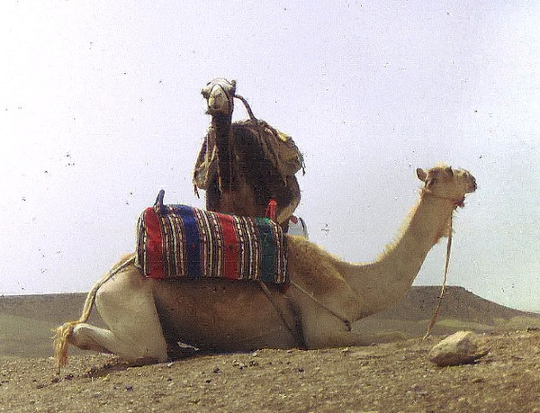 Marokko zuiden Draa vallei (107)