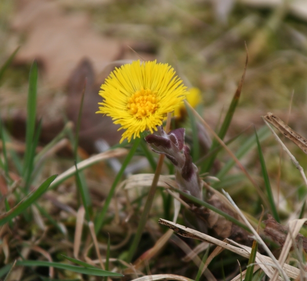 01909  Klein hoefblad