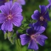 Flowers001