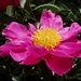 Flowers002