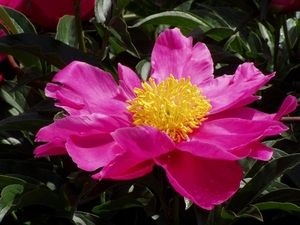 Flowers002