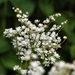 Flowers003