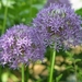 Flowers004