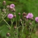 Flowers006