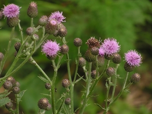 Flowers006