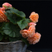 Begonia 3