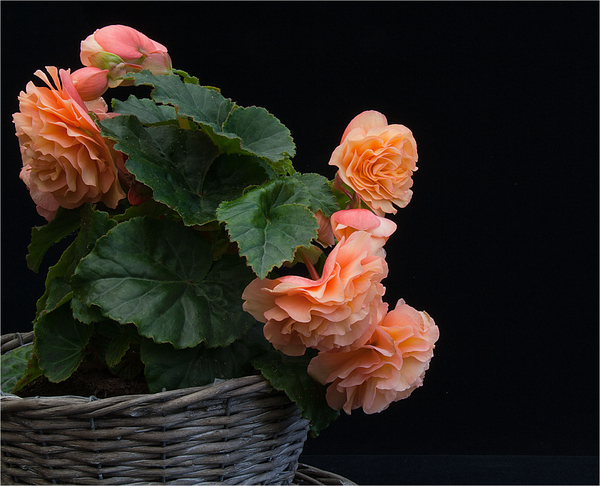 Begonia 3