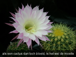 cactus met bloem