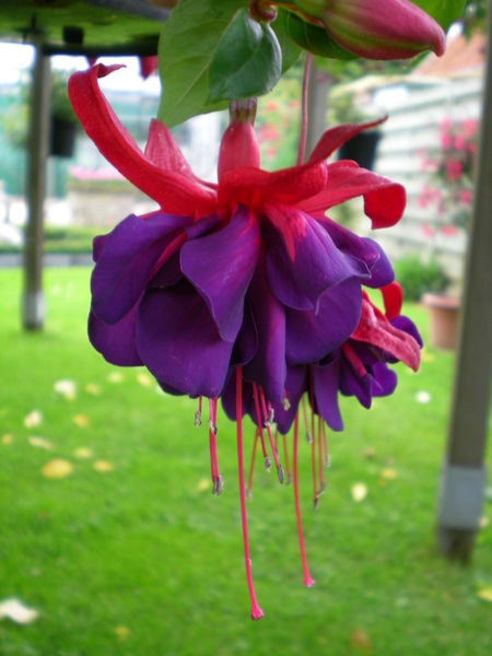 Fuchsia