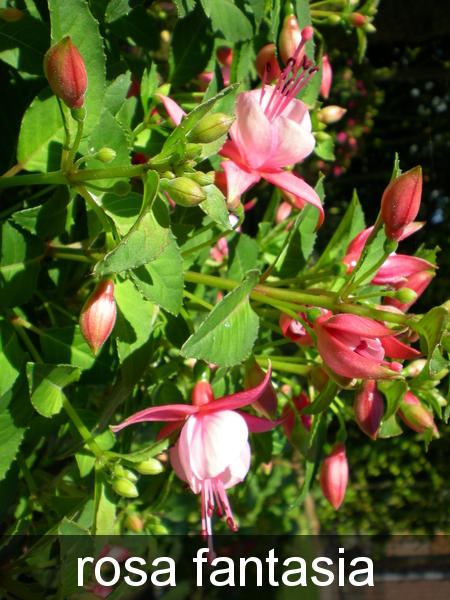 Fuchsia