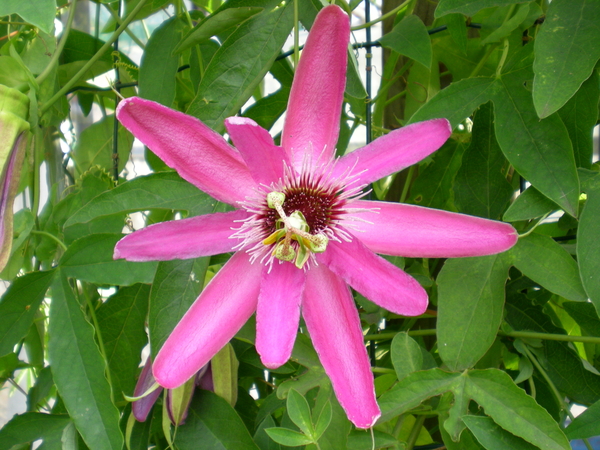 Passiebloem.