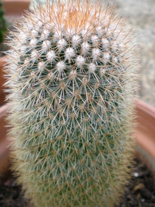 Cactus.