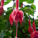 Fuchsia Feeke.