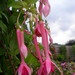 Fuchsia Chor Echo.