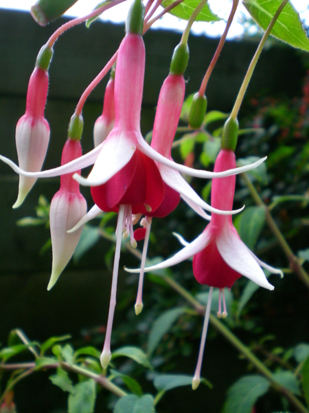 Fuchsia Checkerboard.