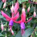 Fuchsia Wilma Versloot.